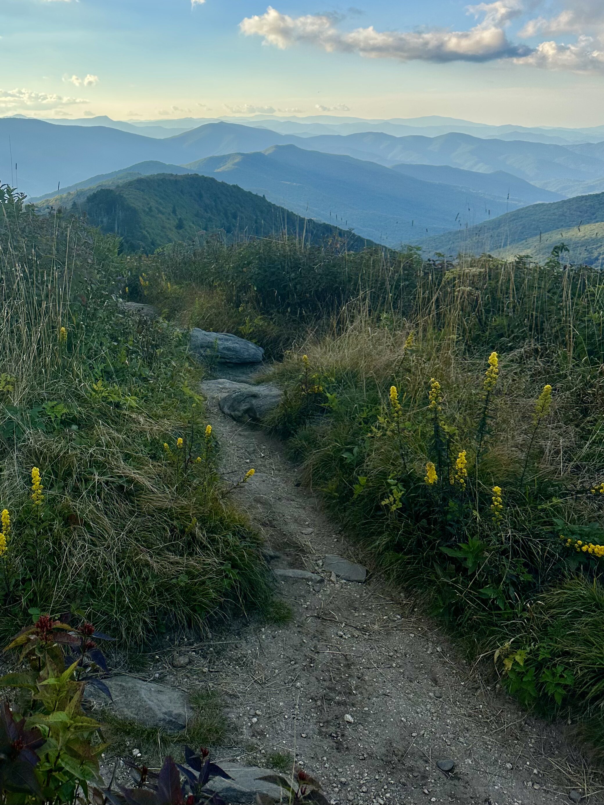 A wildflower-lined trail descending into the Blue Ridge