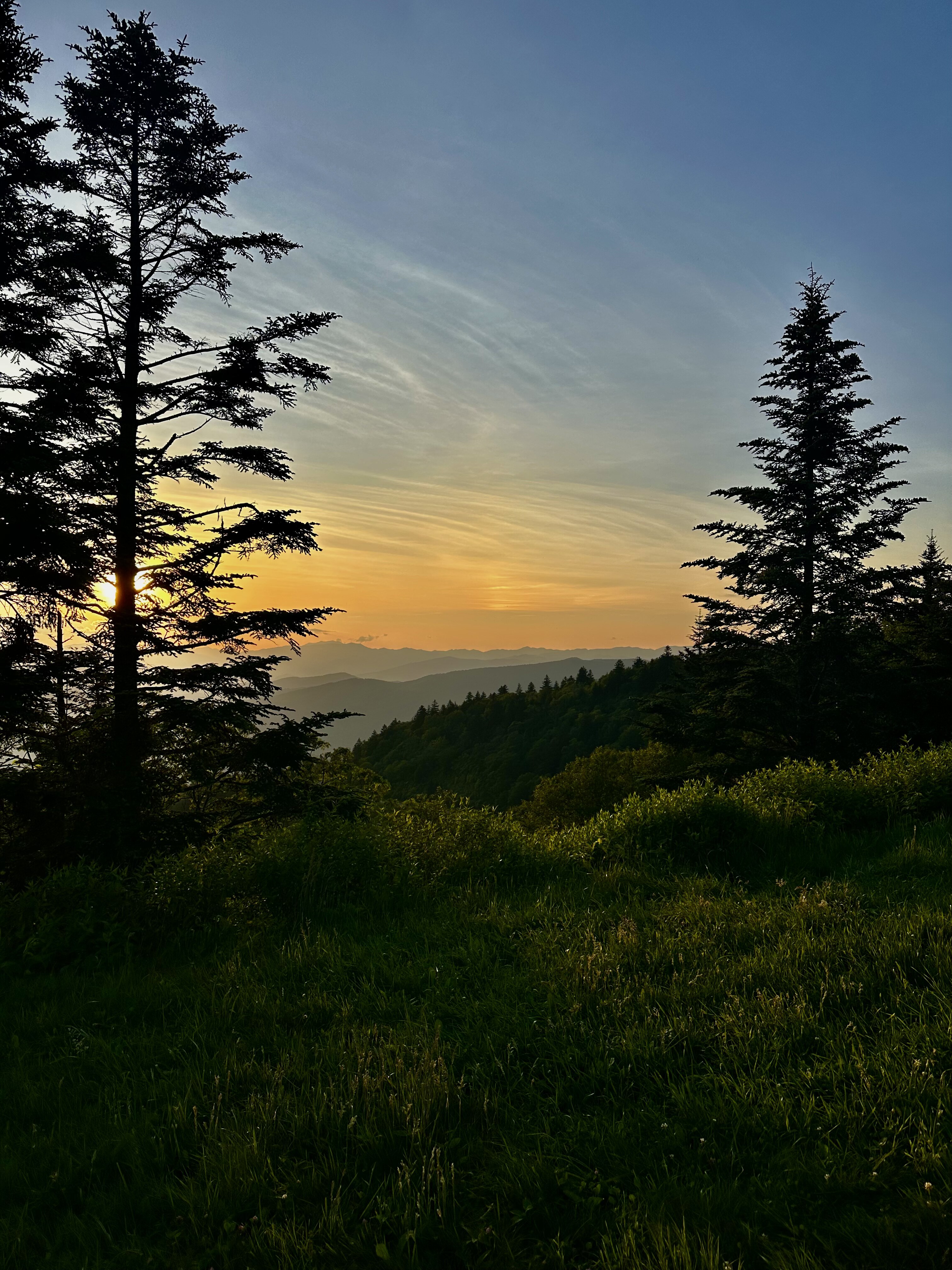 Sunset through fir trees with Blue Ridge layers