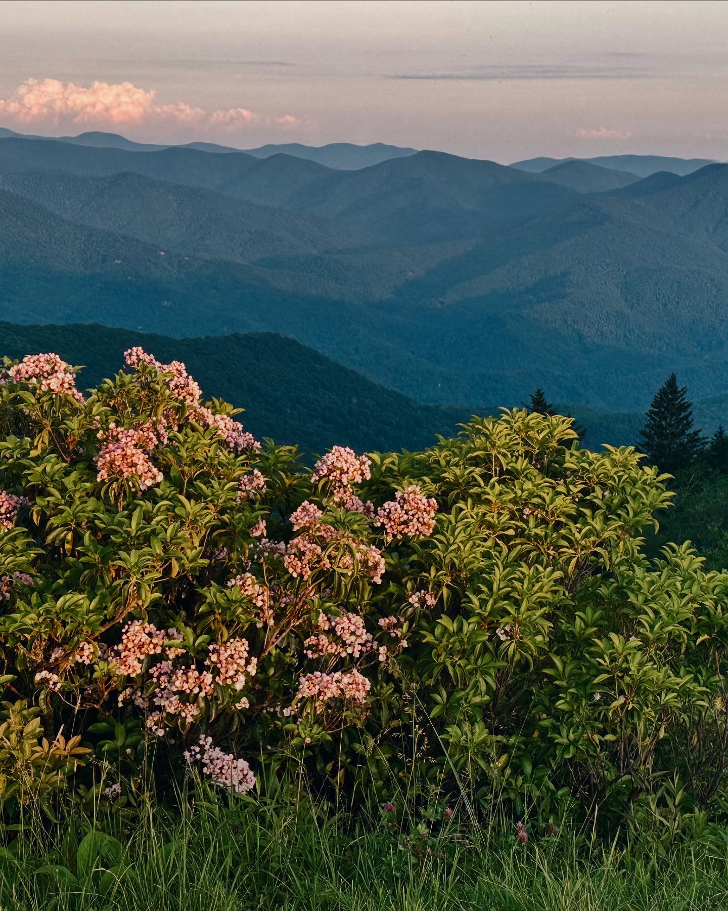 Mountain laurel in bloom above the Blue Ridge